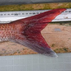 フィッシングボートACE(エース) 釣果