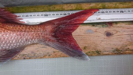 フィッシングボートACE(エース) 釣果