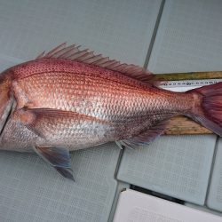 フィッシングボートACE(エース) 釣果