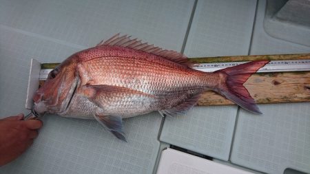 フィッシングボートACE(エース) 釣果