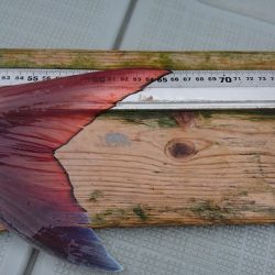 フィッシングボートACE(エース) 釣果