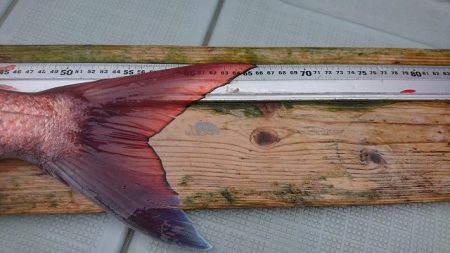 フィッシングボートACE(エース) 釣果