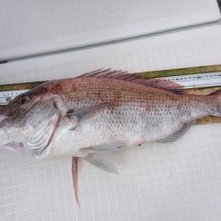 フィッシングボートACE(エース) 釣果