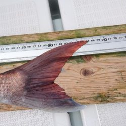 フィッシングボートACE(エース) 釣果