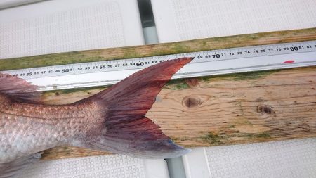 フィッシングボートACE(エース) 釣果