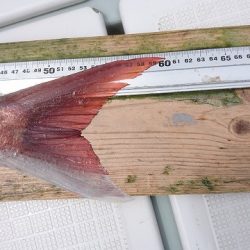 フィッシングボートACE(エース) 釣果