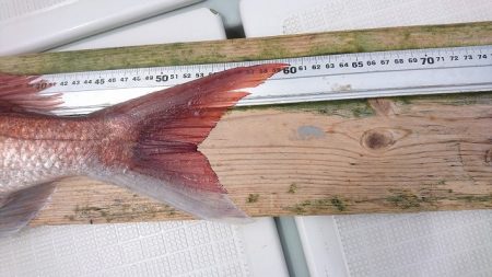 フィッシングボートACE(エース) 釣果