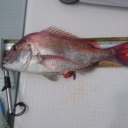 フィッシングボートACE(エース) 釣果