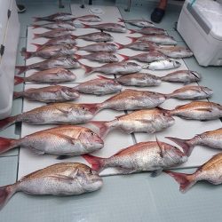 フィッシングボートACE(エース) 釣果