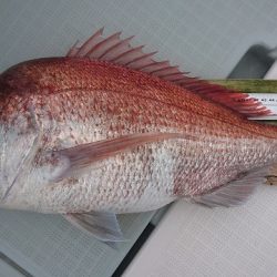 フィッシングボートACE(エース) 釣果