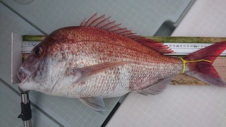 フィッシングボートACE(エース) 釣果