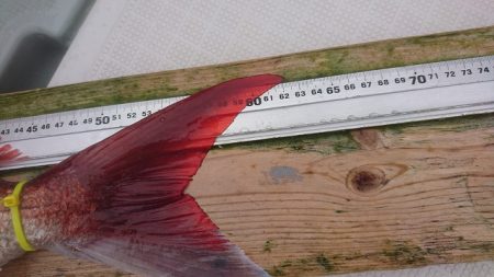 フィッシングボートACE(エース) 釣果