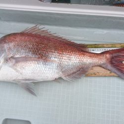 フィッシングボートACE(エース) 釣果