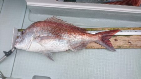 フィッシングボートACE(エース) 釣果