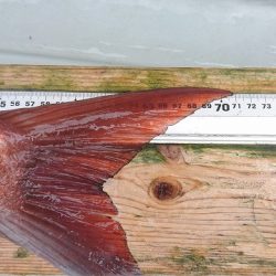 フィッシングボートACE(エース) 釣果