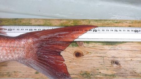 フィッシングボートACE(エース) 釣果