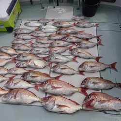 フィッシングボートACE(エース) 釣果