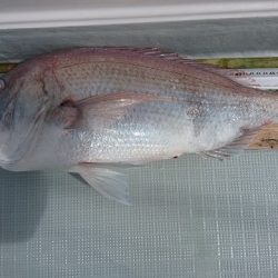 フィッシングボートACE(エース) 釣果