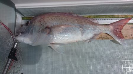 フィッシングボートACE(エース) 釣果