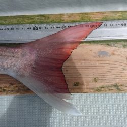 フィッシングボートACE(エース) 釣果