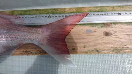 フィッシングボートACE(エース) 釣果