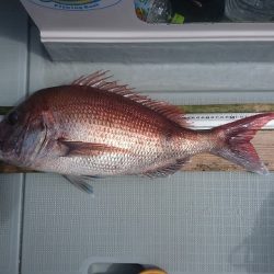 フィッシングボートACE(エース) 釣果