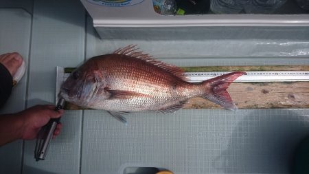 フィッシングボートACE(エース) 釣果