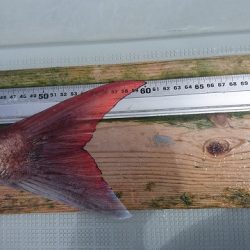 フィッシングボートACE(エース) 釣果