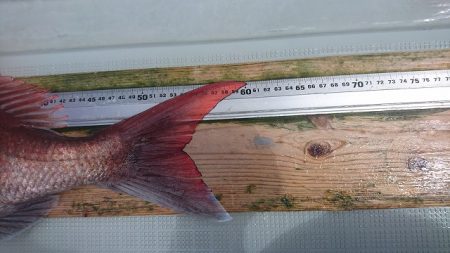 フィッシングボートACE(エース) 釣果