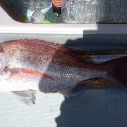 フィッシングボートACE(エース) 釣果