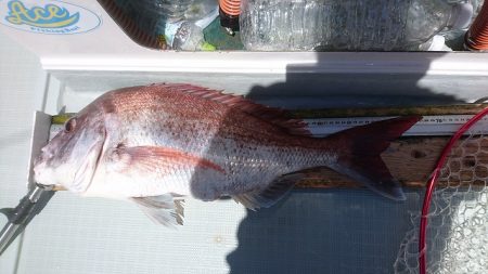 フィッシングボートACE(エース) 釣果