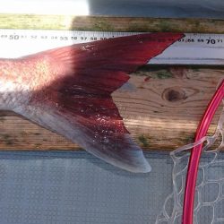 フィッシングボートACE(エース) 釣果