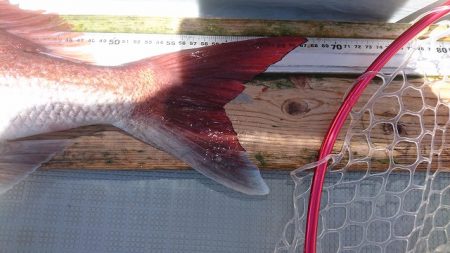 フィッシングボートACE(エース) 釣果