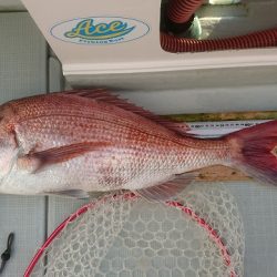 フィッシングボートACE（エース） 釣果