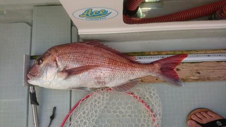 フィッシングボートACE（エース） 釣果