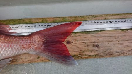 フィッシングボートACE（エース） 釣果