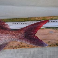 フィッシングボートACE（エース） 釣果