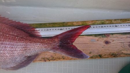 フィッシングボートACE（エース） 釣果