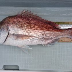 フィッシングボートACE（エース） 釣果