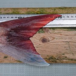 フィッシングボートACE（エース） 釣果