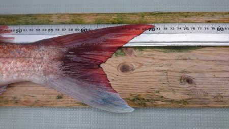 フィッシングボートACE（エース） 釣果