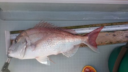 フィッシングボートACE（エース） 釣果