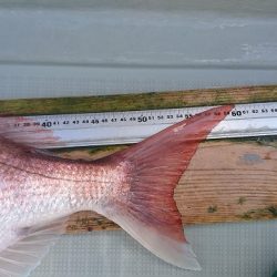 フィッシングボートACE（エース） 釣果