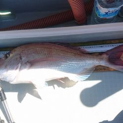 フィッシングボートACE（エース） 釣果