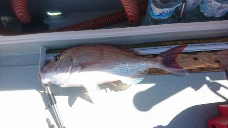 フィッシングボートACE（エース） 釣果