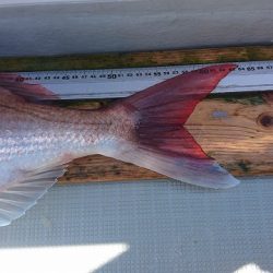 フィッシングボートACE（エース） 釣果