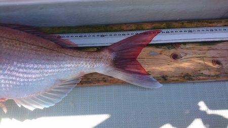 フィッシングボートACE（エース） 釣果