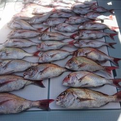 フィッシングボートACE（エース） 釣果