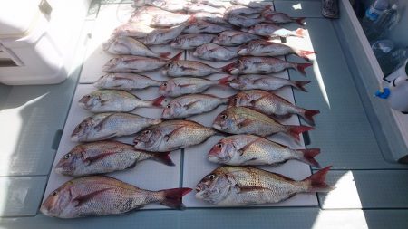 フィッシングボートACE（エース） 釣果