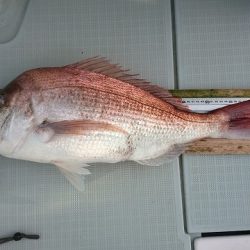 フィッシングボートACE(エース) 釣果